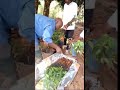 How We Package Grafted Bitter Kola Seedlings For Export