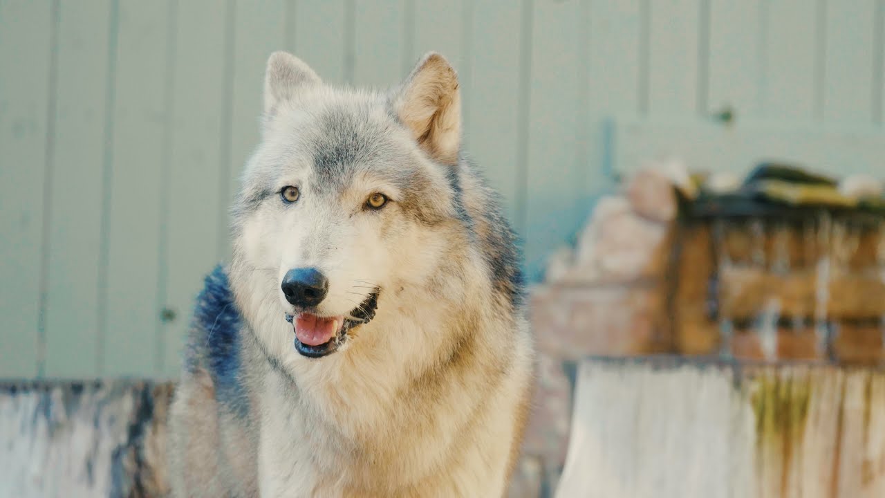 Boise the Gray Wolf | Animal Spotlight Boise the Gray Wolf | Animal Spotlight