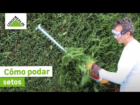 Cómo podar setos ¡Trucos y Guía paso a paso! LEROY MERLIN