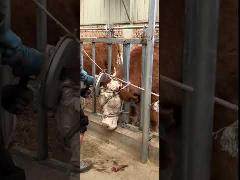 Cut off such thick cow horns in one second!