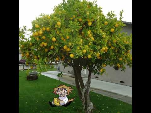 Neco Arc Lemon