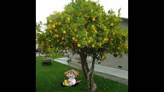Neco arc - Lemon tree