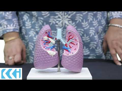 Lung Pathological Model