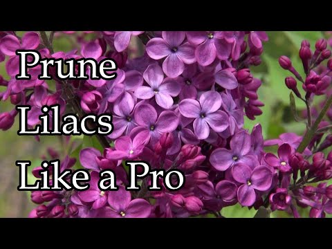 YouTube video about Expert Tips for Maintaining Beautiful Lilacs: A Guide to TLC