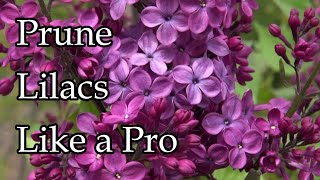 Expert Tips on Pruning Lilacs