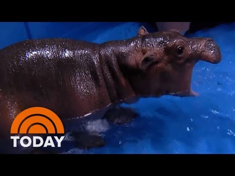 Fiona The Hippo At The Cincinnati Zoo Turns 1 And Is Still A Star | TODAY
