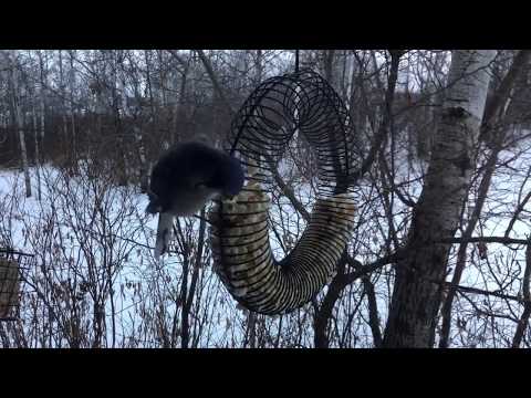 Bird Feeder, Popcorn, Peanuts, & Blue Jays