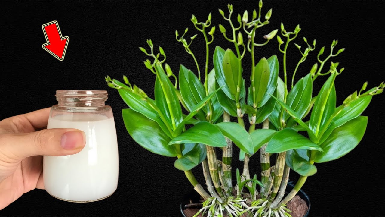 1 Cup Per Week! Flowerless Orchids Suddenly Bloom Non-Stop All Year Long