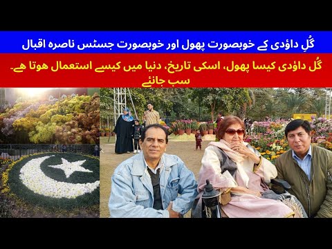 **Beautiful Flowers of Gul-e-Dawoodi and the Graceful Justice (R) Nasira Iqbal