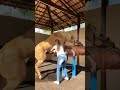 Animal Sex Help Girl Girl Viral Shortsfeed Shorts Youtubeshorts