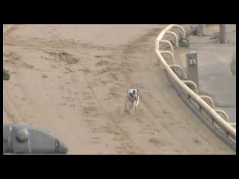 Greyhound 2023 - 08.04.2023 Trial 7