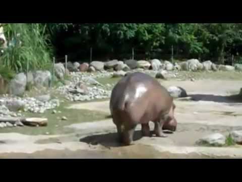 Hipopótamo Peidando