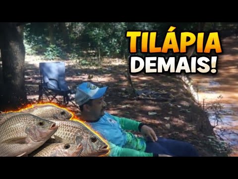 ESSE RIO É LOTADO DE TILÁPIA! | Rio Iguaçuzinho – PR