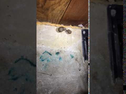 A home in Independence had some house guests in their crawlspace