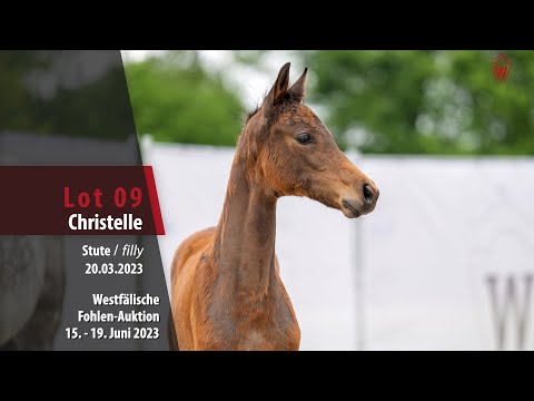 Fohlen-Auktion Lot 09 Christelle Stute v. Casallco - Conthargos