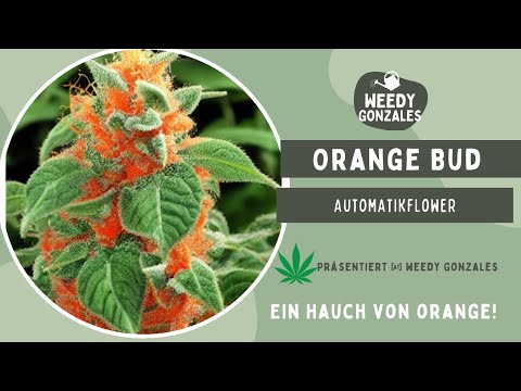 Weedy Gonzales präsentiert: Orange Bud Automatic [FSK 18] #cannabis #garden #gardening