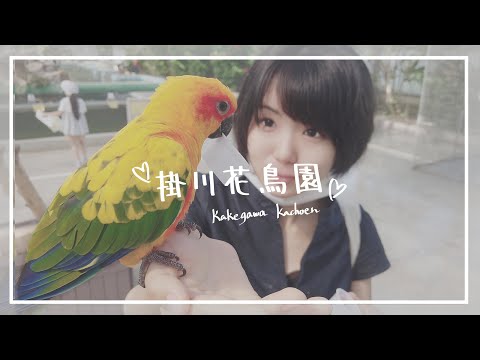 静岡『掛川花鳥園』Kakegawa kachoen bird park Shizuoka かわいいインコに餌やり