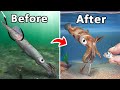 I Turned A Bait Shop Squid Into My Pet