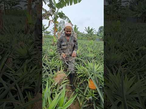 🔥 Amazing Pineapple Harvesting | Incredible Cutting Skills on the Farm
