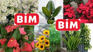 BİME 📢ANTORYUM FLAMİNGO ÇİÇEĞİ GELDİ ✅SUKULENT ÇEŞİTLERİ  AYVALI SERA