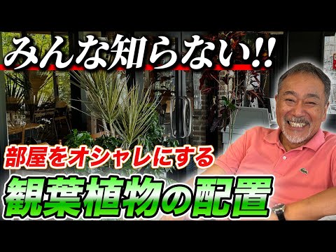 ジャングルガーデン用の丈夫な植物5選 庭の練習