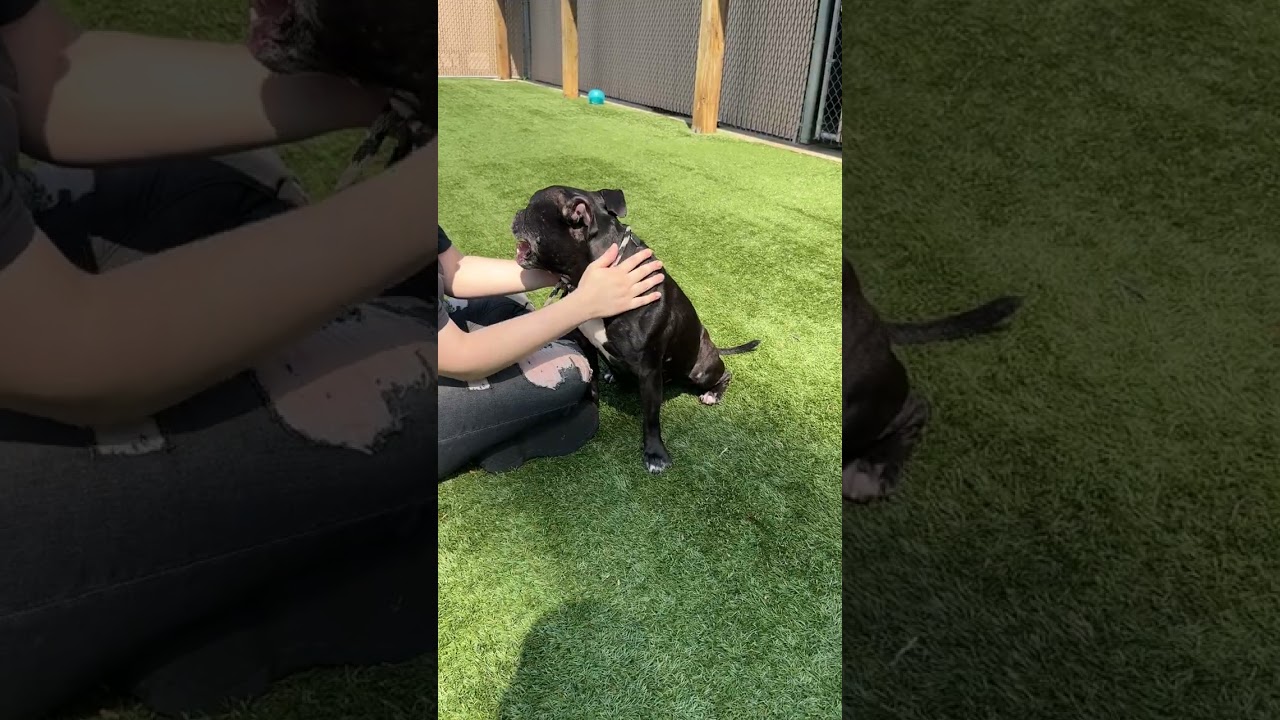 Enlarge MEET NALA - SUPER SWEET, CHILD & DOG FRIENDLY GIRL - AGE 6-FIXED, a ADOPTABLE mixed breed in Clifton, NJ video 6/6