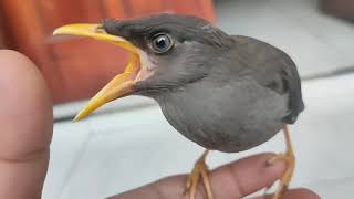 Download lagu Suara Kasar Anakan jalak kebo cMantab juga buat masteran... mp3