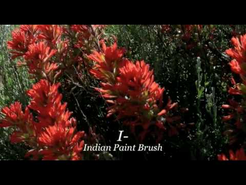 Jinglebobs & Jackrabbits - ABCs on the Ranch: a Deep West Video by Ali Riordan