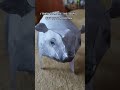 3D Pig Tiktok Suntemo