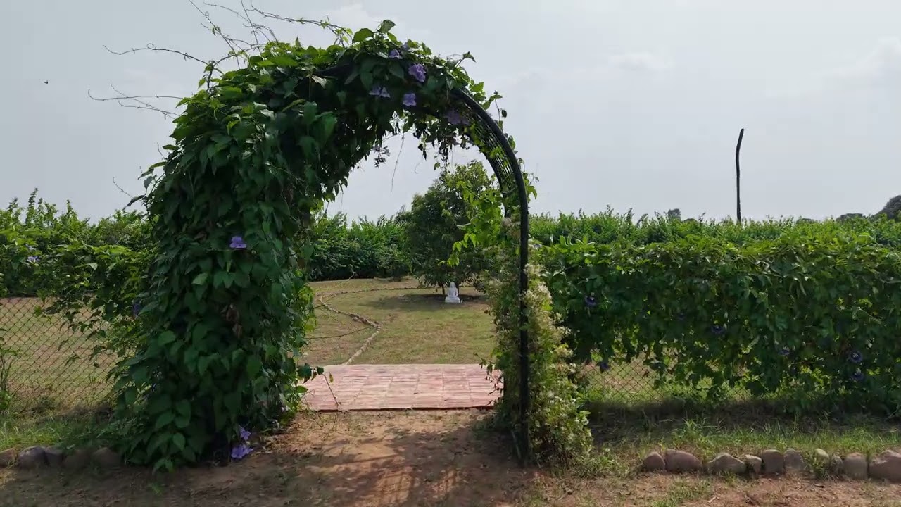 Walking into the Meditation Forest