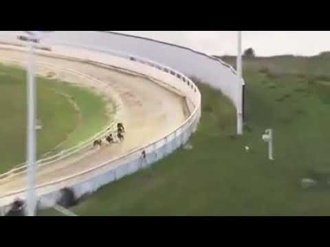 English Grayhound Derby Final 2022//Romeo Magico//win