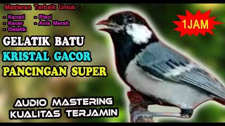 Download lagu Eurasian Great Tit, Great Tit, Great Tit (Great), Intermediate Tit mp3