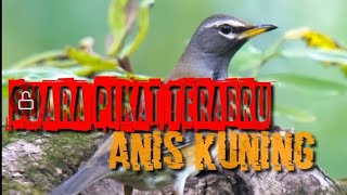 Download lagu SUARA PIKAT ANIS KUNING TERBARU 2026 #kuoka #aniskuning #shots #nature #burunganiskembanggacor mp3 Download lagu SUARA PIKAT ANIS KUNING TERBARU 2026 #kuoka #aniskuning #shots #nature #burunganiskembanggacor mp3
