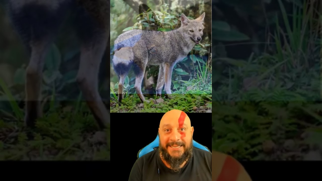 Híbrido de Raposa com Cão doméstico. Graxin x Cão #biólogohenrique #animais #biologia