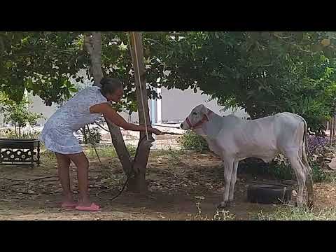 Domando com banho,o bezerro faísca.#nelore #adestramento .