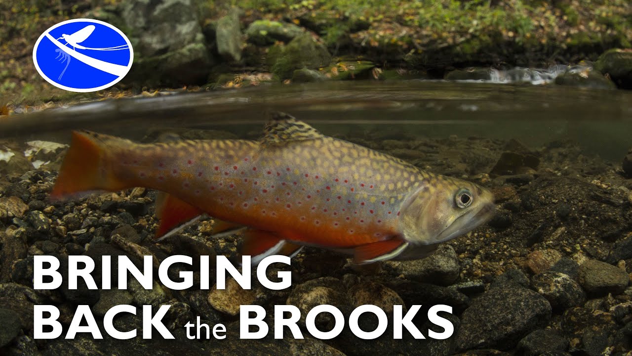 Bringing Back the Brooks - A Revival of the South's Trout