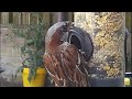 A hungry house sparrow on the garden bird feeder #birds #birdvideos #sparrows