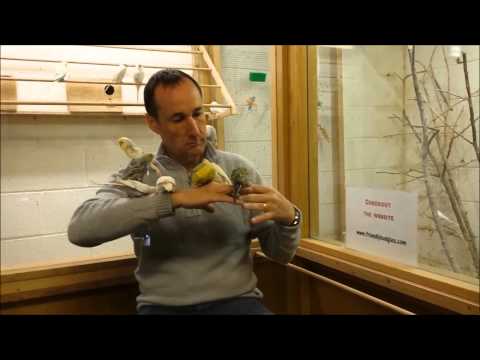 Budgies, Professionally Trained and Super Friendly - Image 2