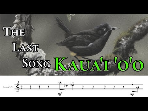 Kaua'i 'o'o - The Last Song (Transcribed & Performed)