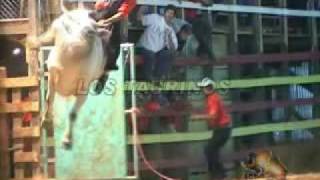 EL CABRITO TORO EXPORTADO A MÉXICO. LOS TAURINOS MONTA DE TOROS COSTA RICA