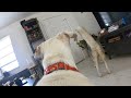 What Does A Husky And Dalmatian Lab Do When Home Alone GoPro Spy Camera