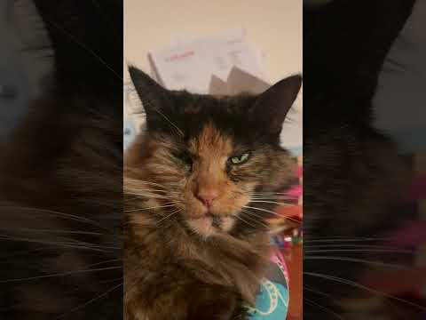 Cat Minka is angry #cat #animals #catlover #kitten