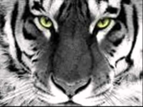 Silencieux illegalsen   apparence