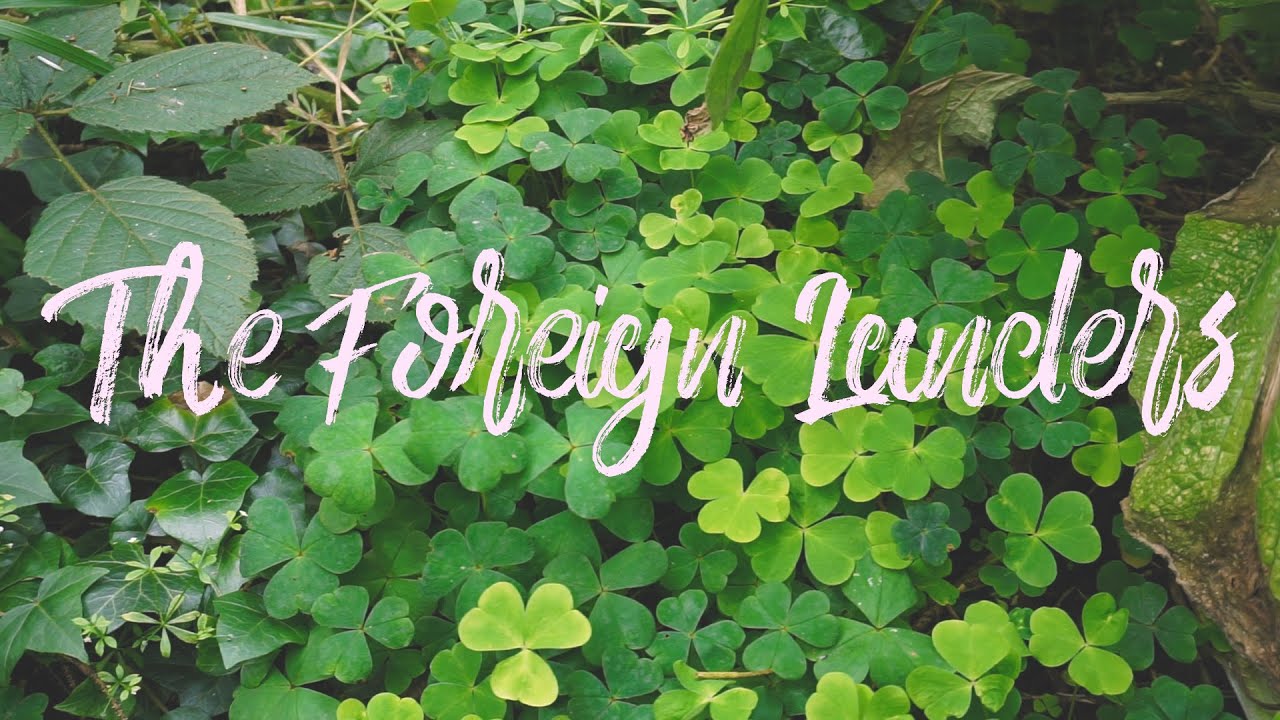Promotional video thumbnail 2 for The Foreign Landers