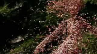 Caelum Infinitum - Michelle Tumes (Narnia: Prince Caspian)