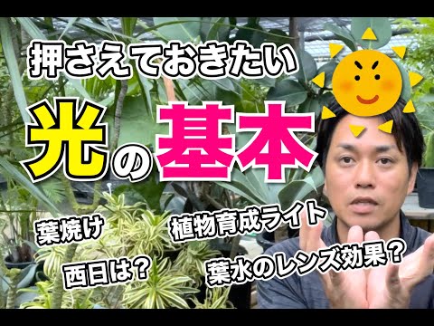 園芸 園芸用照明システムの使用