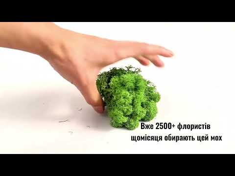 СТАБІЛІЗОВАНИЙ МОХ (ЯГЕЛЬ) від Artis Green салатовий - фото 1 - id-p95654209