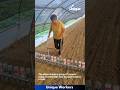 Planting seeds with plastic bottles- The workers do their job perfectly || #machine #shorts