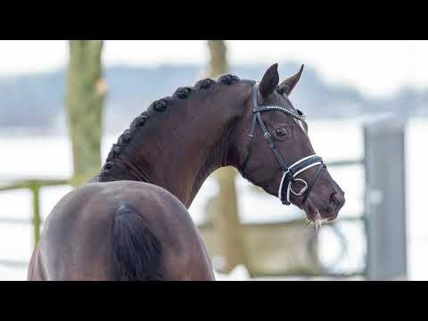 Reitland's Bon Coeur B 2021