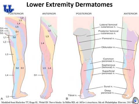 Lower Extremity Nerve Blocks - (Dr. Bauereis)